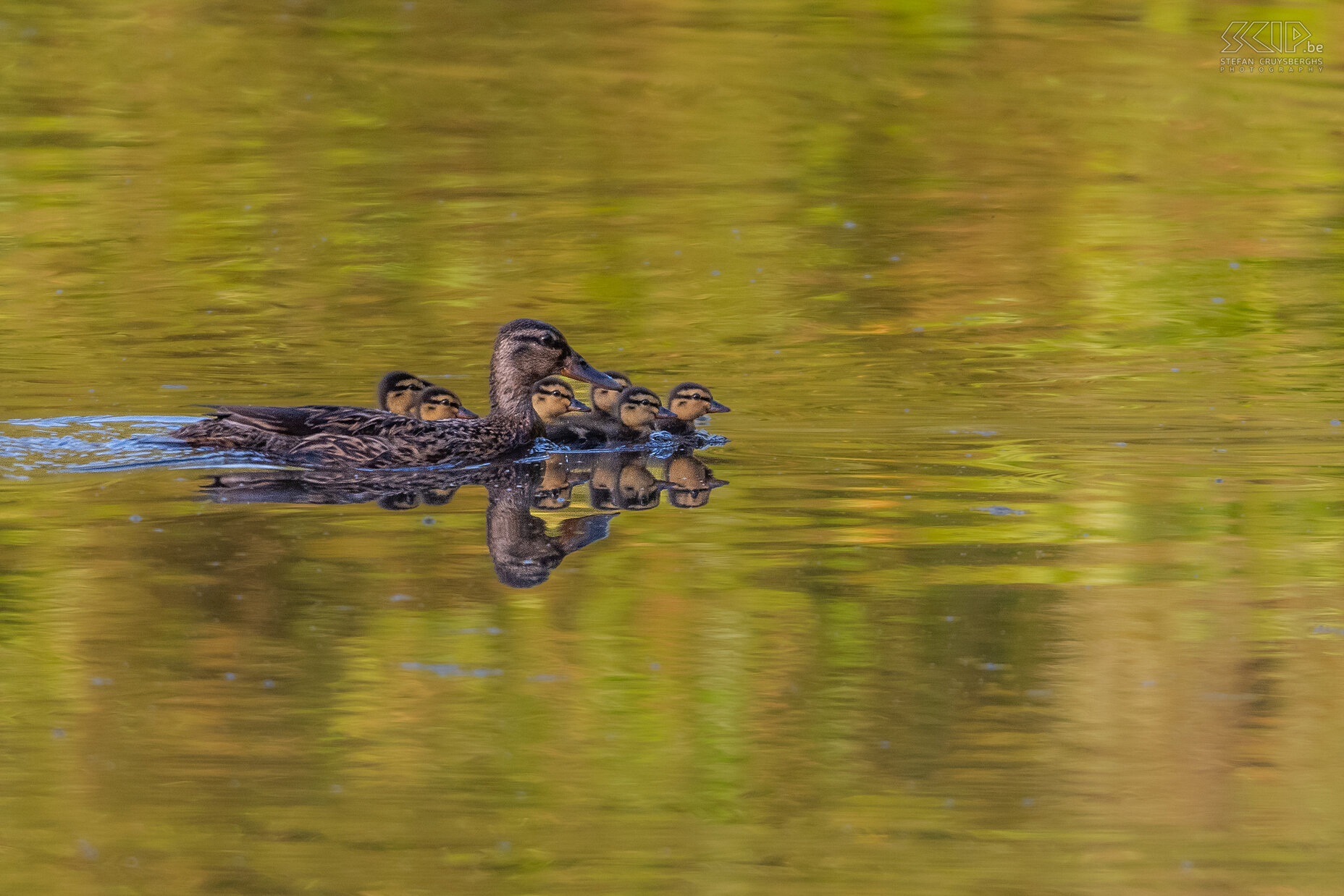 Watervogels  - Wilde eend met kuikentjes Wilde eend / Mallard / Anas platyrhynchos Stefan Cruysberghs